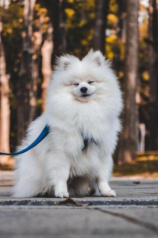 自由創作 - 寵物攝影-博美