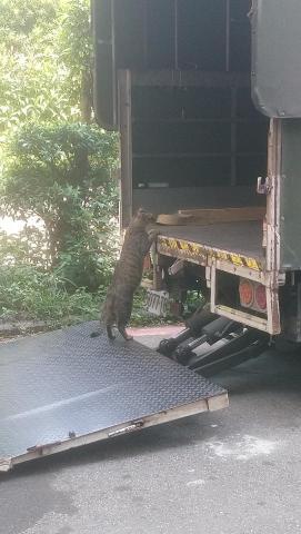 小傑專業搬家 - 可愛的貓老闆 來監督工作進度 哈哈
