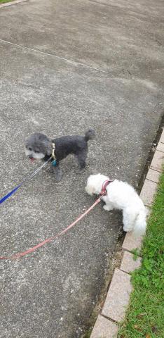 Pochacco寵物小窩 - 外出遛狗散步照