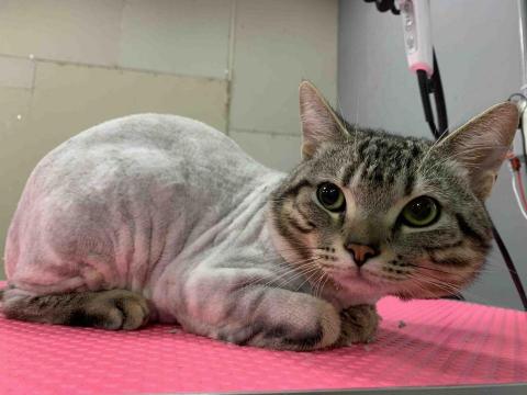 林梓芸 - 剃完毛之後 就可以回家見媽咪了??