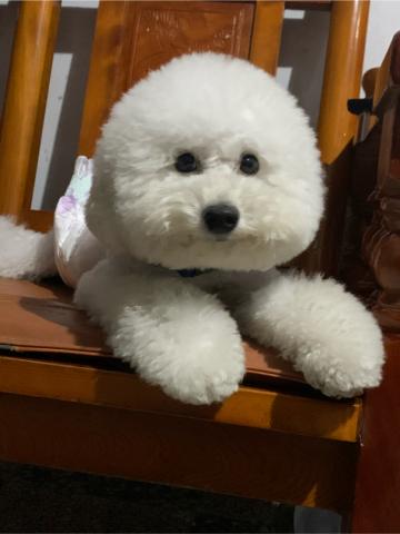 林梓芸 - 謝謝媽咪 幫我弄的這麼帥??