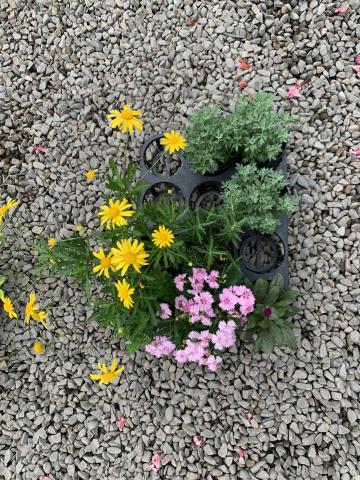 提供中文打字工作服務的專家Lovebabyjoy