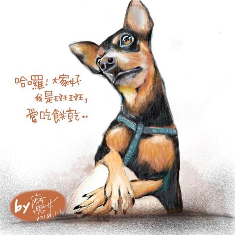 A   Song -小魔女的插畫館 - 寵物肖像畫
#斑斑 A   Song -小魔女的插畫館 - 寵物肖像畫
#斑斑