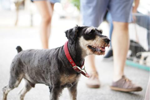 劉姿伶 - 活動攝影