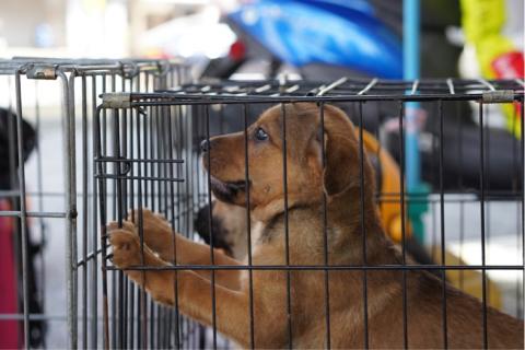 劉姿伶 - 活動攝影