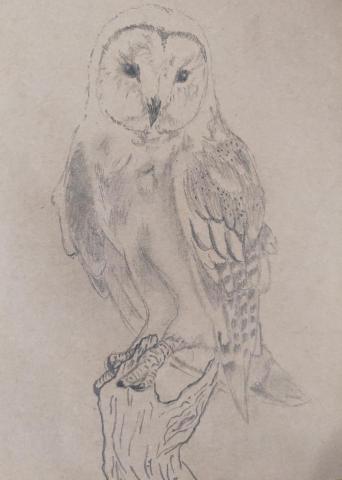 王儷庭 - 手繪，貓頭鷹