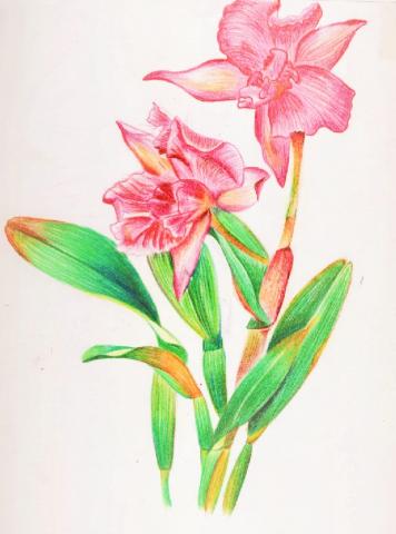 豬排好吃 - 色鉛筆技法