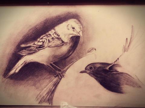 鄭恩翔 - 鳥類素描