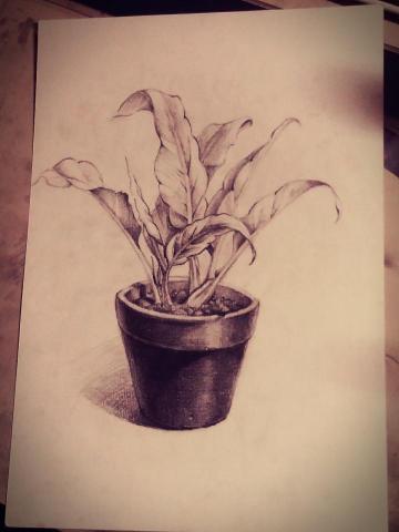 鄭恩翔 - 素描練習-盆栽