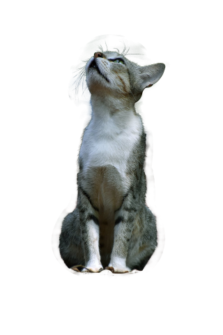 Avin - 動物毛髮去背