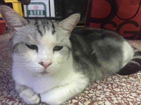 提供momo包包服務的專家momo