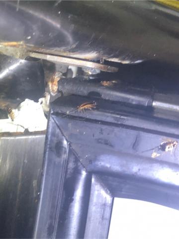 迪心飛炫有限公司 - 蟑螂溫暖的家