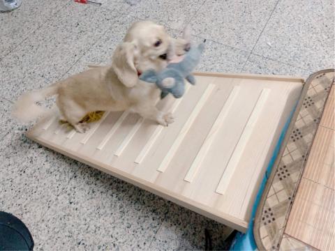 培源木作小棧 - 狗狗陪睡「不求人」