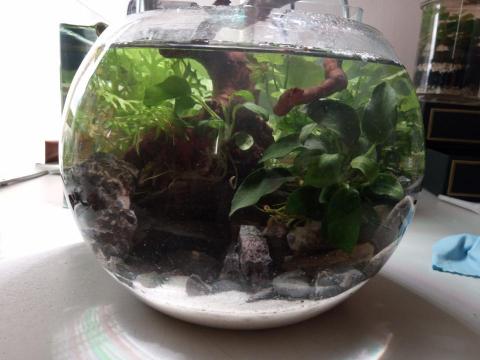 LAQ little aqua - 祕境