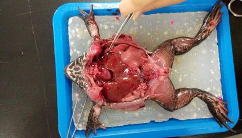 李碩恩 - 生物培訓的活體青蛙實驗