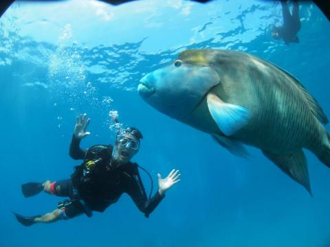 京東小客車 約瑟夫 oldyoung99 - 龍王鯛