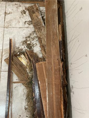 韡隼消毒有限公司 - 白蟻防治處理