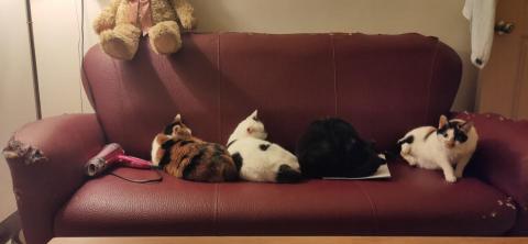 ♥貝拉小窩♥ - 一二三木頭人❤