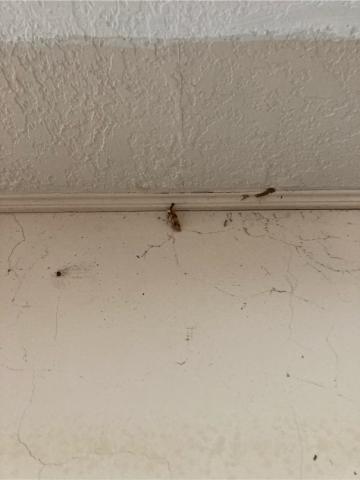 韡隼消毒有限公司 - 白蟻蛀蝕處理