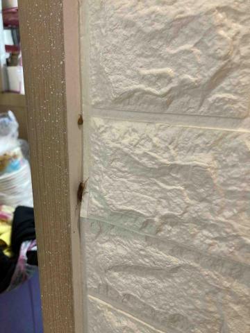 韡隼消毒有限公司 - 蟑螂無處不躲啊～