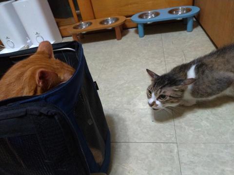 好生活提案-寵物居家保母 - 朋友的主子來到我家，家裡主子怕他？？