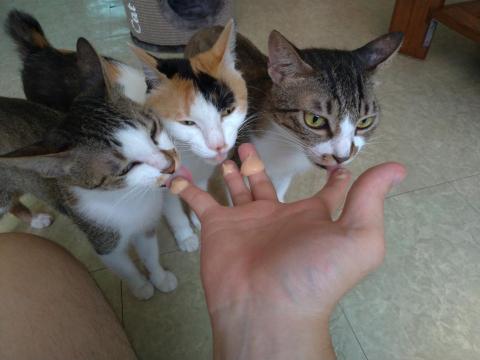 好生活提案-寵物居家保母 - 一整個療癒