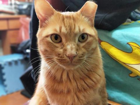 提供剪片appmac服務的專家阿田