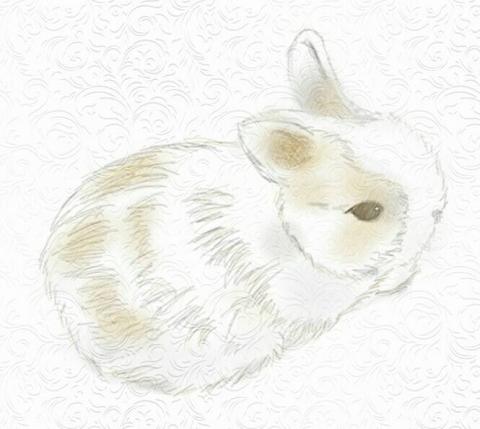 阿絲藍工作室 - 手繪風插圖，兔子