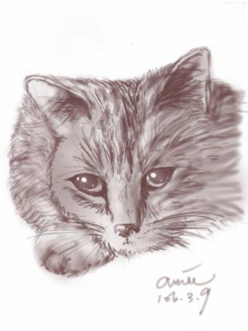 阿絲藍工作室 - 手繪風，貓咪