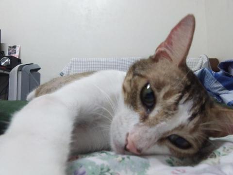 好生活提案-寵物居家保母 - 貓咪自拍