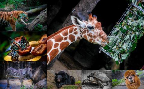 個人接案 - 動物-台北市立動物園