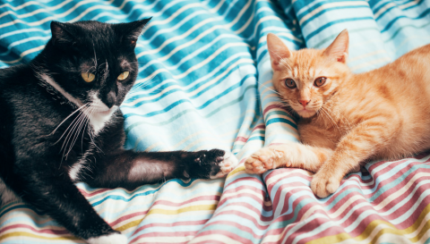 PIGital Studio - 寵物情境照，針對寵物產品商店客製情境以及產品圖