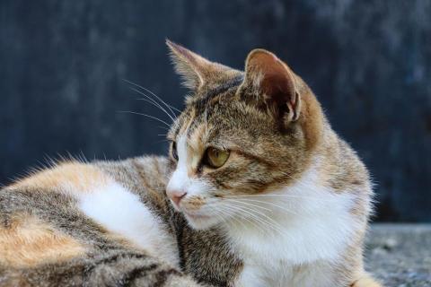 蔡函恩 - 寵物攝影