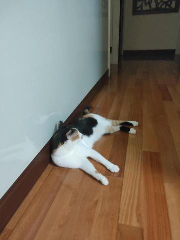 林宏璋 - 米克斯