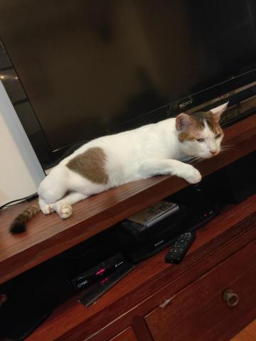 林宏璋 - 米克斯