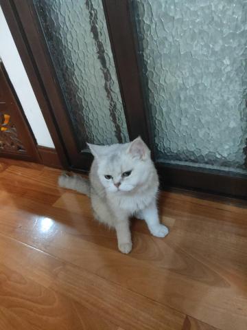 林宏璋 - 金吉拉