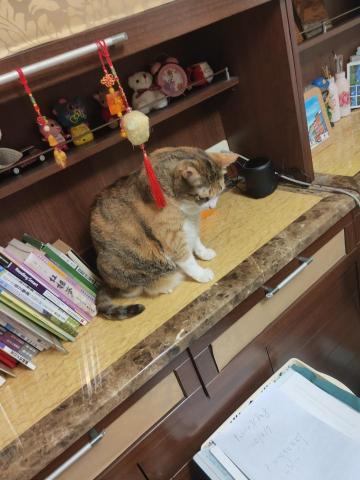 林宏璋 - 米克斯