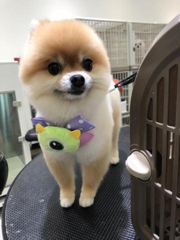 白白-寵物到府美容/到府保姆/老齡犬照護 - 博美(大美容+手修) 白白-寵物到府美容/到府保姆/老齡犬照護 - 博美(大美容+手修)