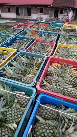 林中元（阿元託運服務） - 