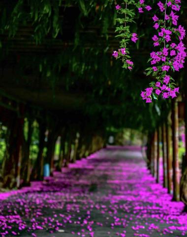 藍斯洛 影像創作 -  藍斯洛 影像創作 -