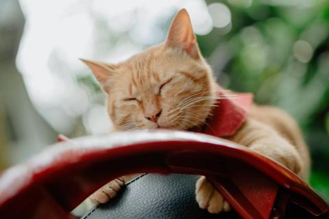 SIGHT STUDIO - 寵物攝影