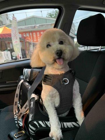 提供ngo兼職服務的專家戴葳