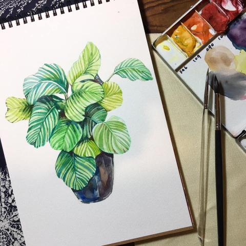 美東體 - 植物｜水彩