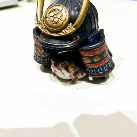 提供蝶式服務的專家froggi 