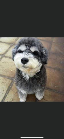 上品寵物美容（動物醫院） - 我們家的寶貝