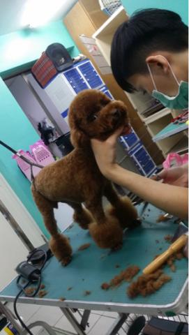 PEACE PET彼思沛 居家寵物美容 - 乖巧的男孩