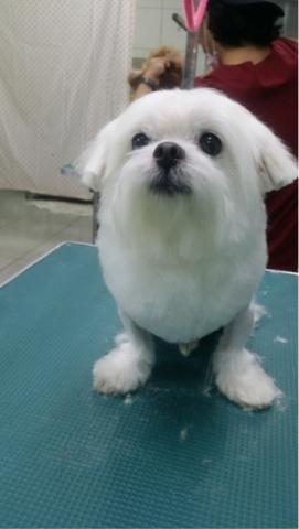 PEACE PET彼思沛 居家寵物美容 - 我是小海豹?