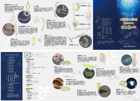 Yuanyuan -  Yuanyuan -