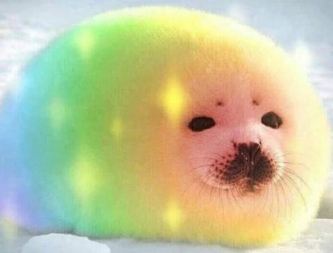 提供ig推廣活動付款服務的專家愛設計的海豹