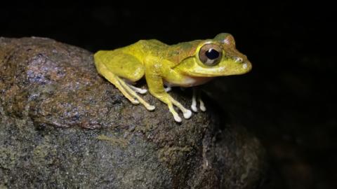 穆工作室 - 樹蛙